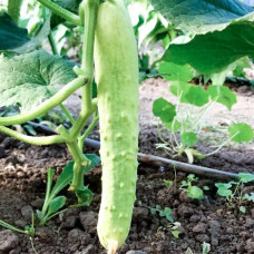 Насіння бджолозапильного огірка «Білий делікатес» 0,5 г