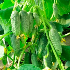 Насіння бджолозапильного огірка «Гурман» 1 г