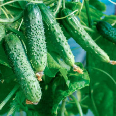 Насіння бджолозапильного огірка «Королівський F1» 10 насінин