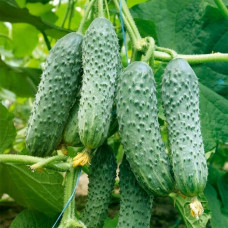 Насіння бджолозапильного огірка «Лялюк» 1 г