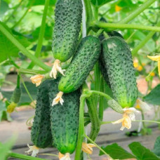 Насіння бджолозапильного огірка «Ніжинський » 