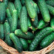 Насіння бджолозапильного огірка «Ніжинський » 