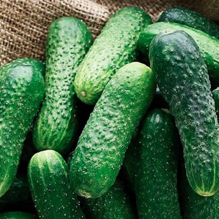 Насіння бджолозапильного огірка «Ніжинський » 