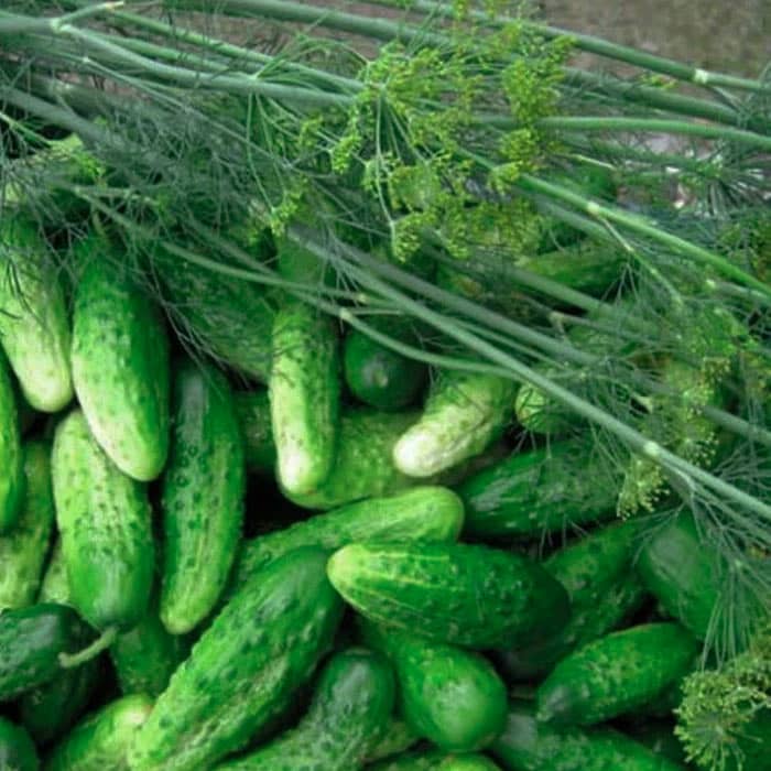 Насіння бджолозапильного огірка «Ніжинський » 