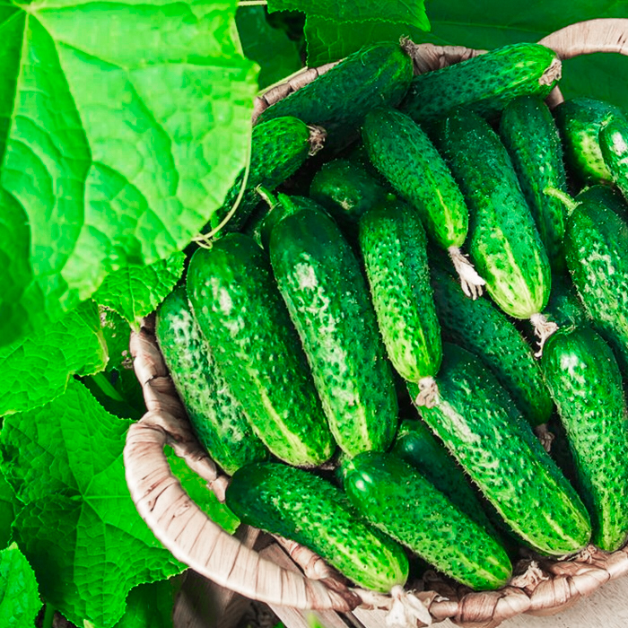 Насіння бджолозапильного огірка «Виноградне гроно F1» 0,5 г