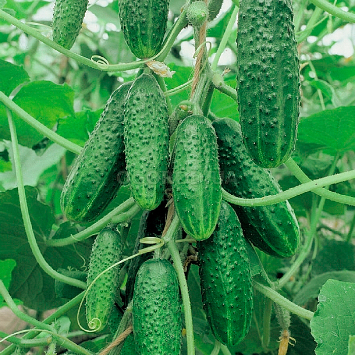 Насіння бджолозапильного огірка «Виноградне гроно F1» 0,5 г