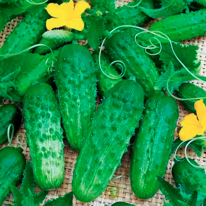 Насіння бджолозапильного огірка «Виноградне гроно F1» 0,5 г