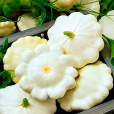 Насіння патисона «Диск» 3 г