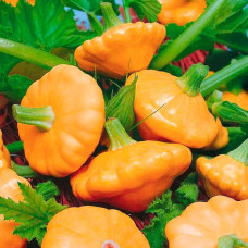 Насіння патисона «НЛО»