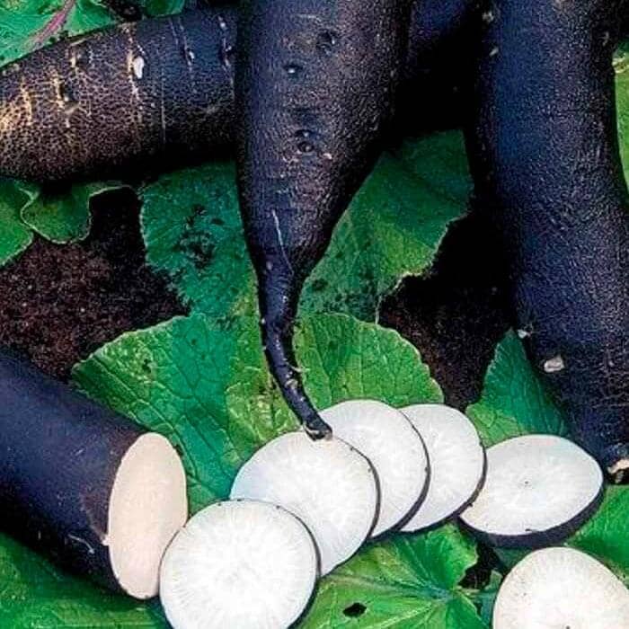 Насіння редьки «Чорна циліндра»