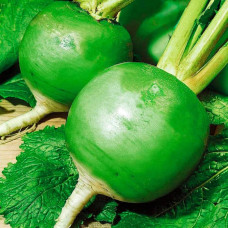 Насіння редьки «Маргеланська»