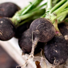 Насіння редьки «Зимова»