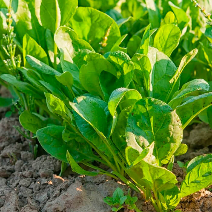 Насіння ранньостиглого щавлю «Широколистий» 1 г