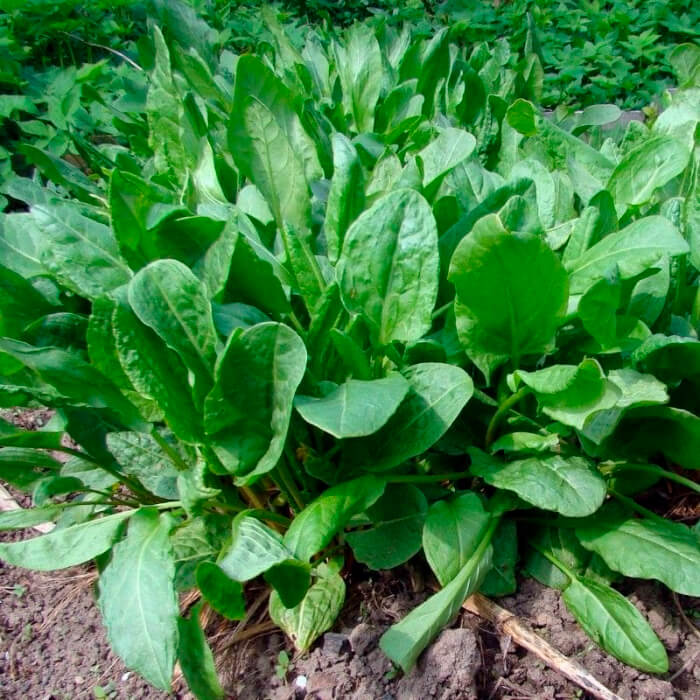 Насіння ранньостиглого щавлю «Широколистий» 1 г