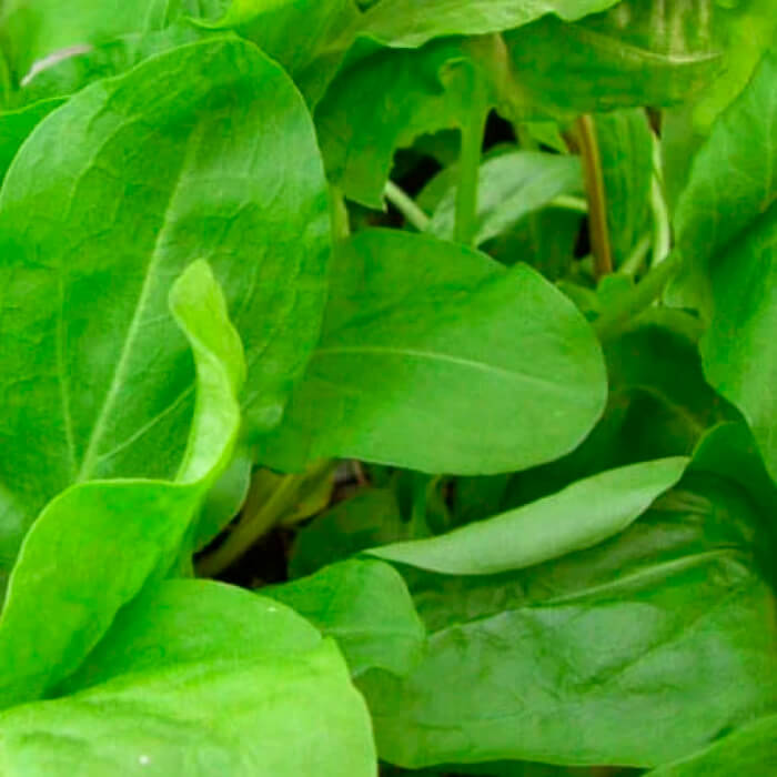 Насіння ранньостиглого щавлю «Широколистий» 1 г