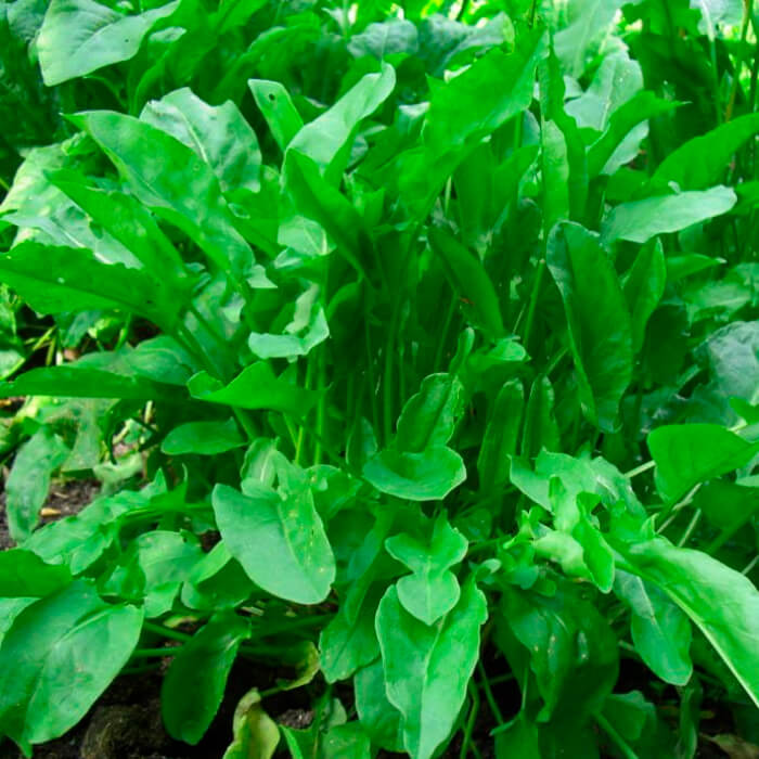 Насіння ранньостиглого щавлю «Широколистий» 1 г