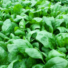 Насіння ранньостиглого шпинату «Матадор» 3 г