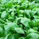 Насіння ранньостиглого шпинату «Матадор» 3 г