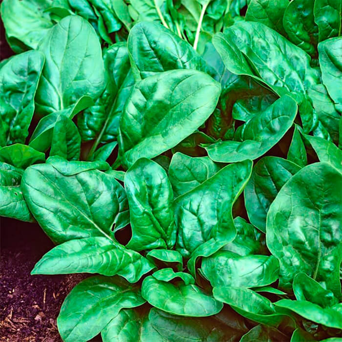 Насіння ранньостиглого шпинату «Матадор» 3 г