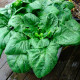 Насіння ранньостиглого шпинату «Матадор» 3 г