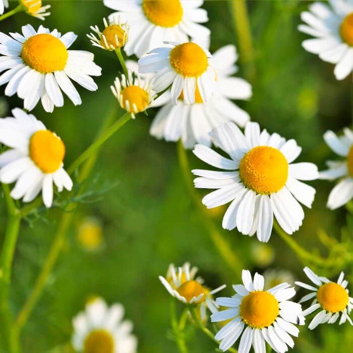 Насіння ромашки аптечної «Айболіт»