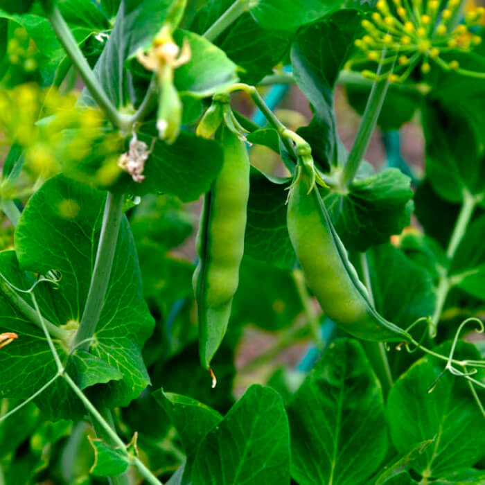 Насіння бобів «Екстра Грано Віолетто»