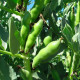 Насіння бобів «Російські чорні»