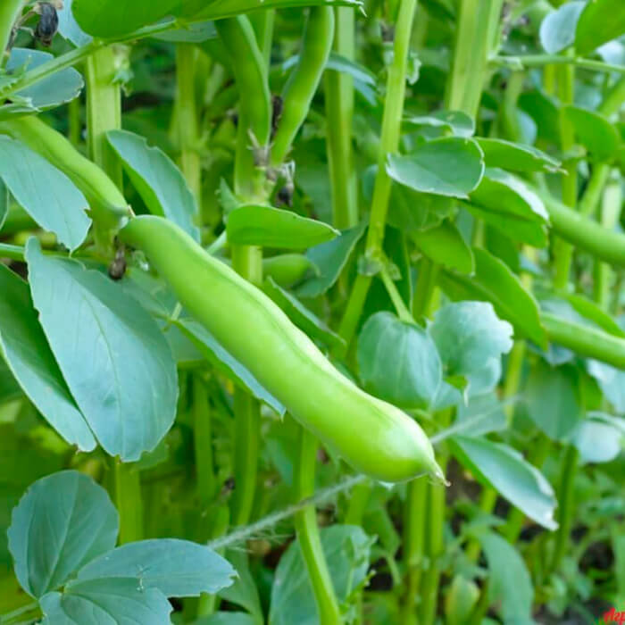 Насіння бобів «Тричі білі»