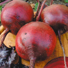 Насіння буряка «Бордо 237»