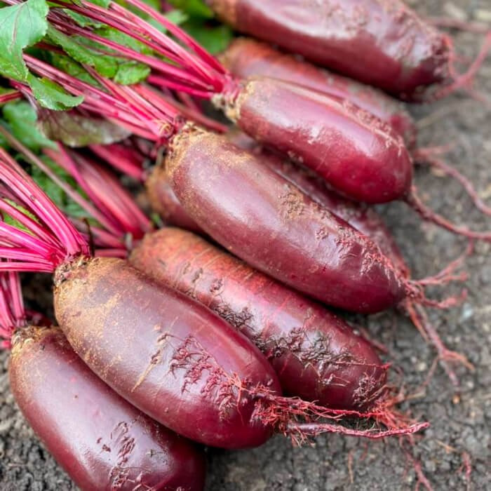 Насіння середньораннього буряка «Реваль» 20 г