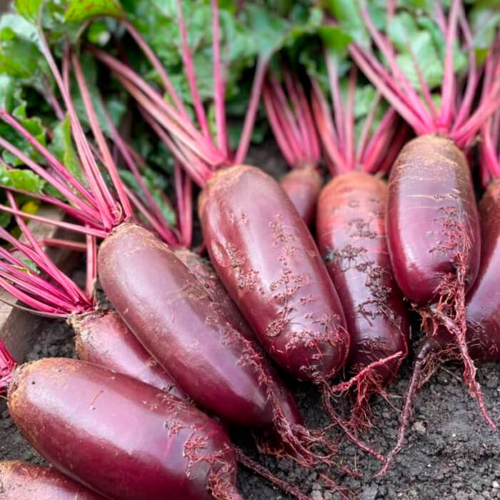 Насіння середньораннього буряка «Реваль» 20 г