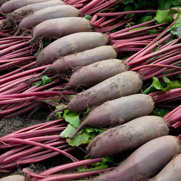 Насіння середньораннього буряка «Реваль» 20 г