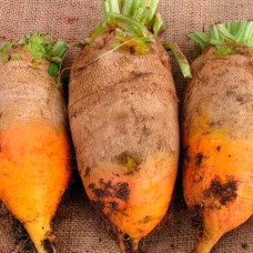 Насіння буряка «Екендорфський»