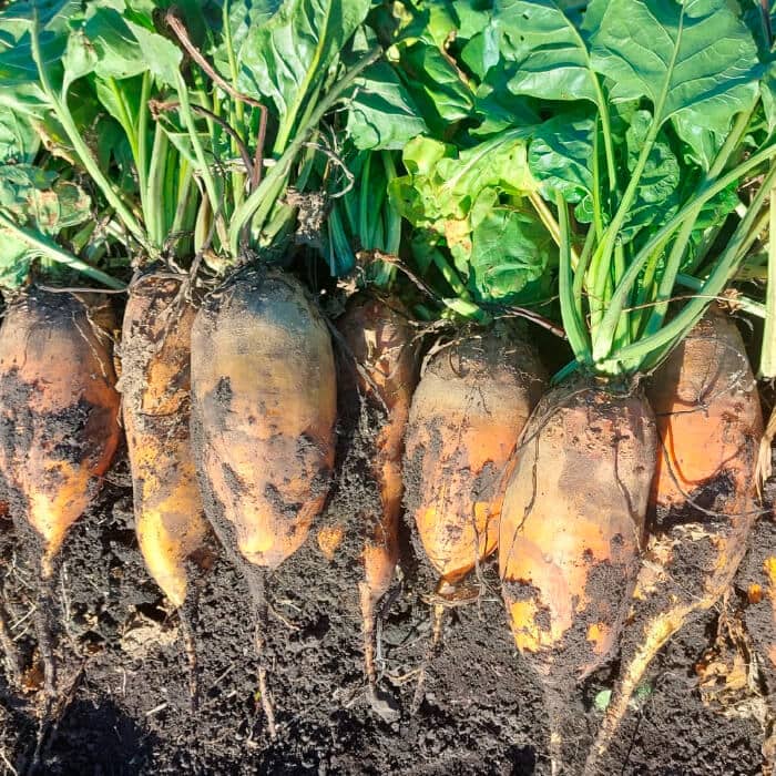 Насіння буряка «Екендорфський»