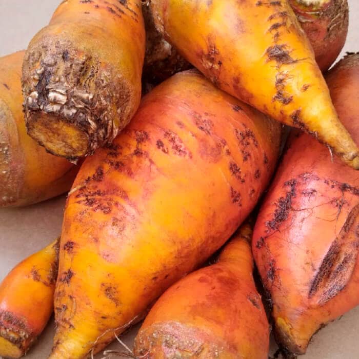 Насіння буряка «Екендорфський»