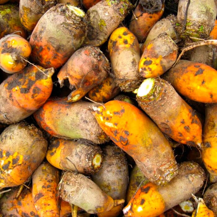 Насіння буряка «Екендорфський»