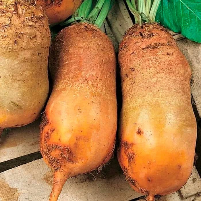 Насіння буряка «Екендорфський»