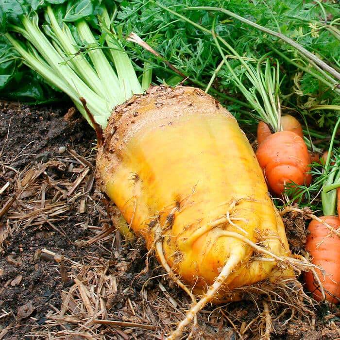 Насіння буряка «Екендорфський»