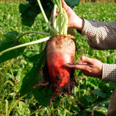 Насіння буряка «Київський рожевий»