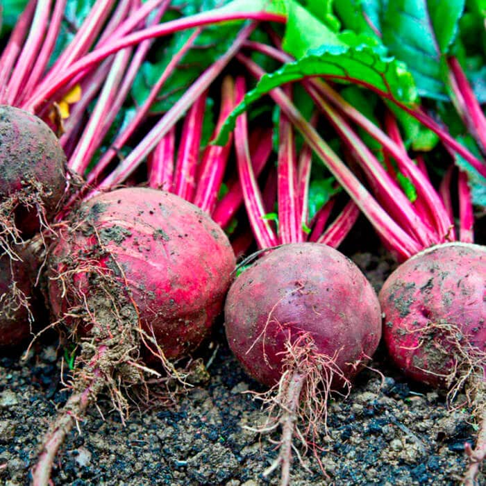 Насіння буряка «Мулатка»