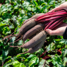 Насіння буряка «Опольський»