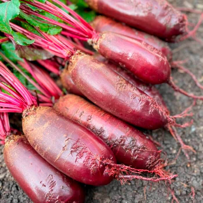 Насіння буряка «Торпедо»