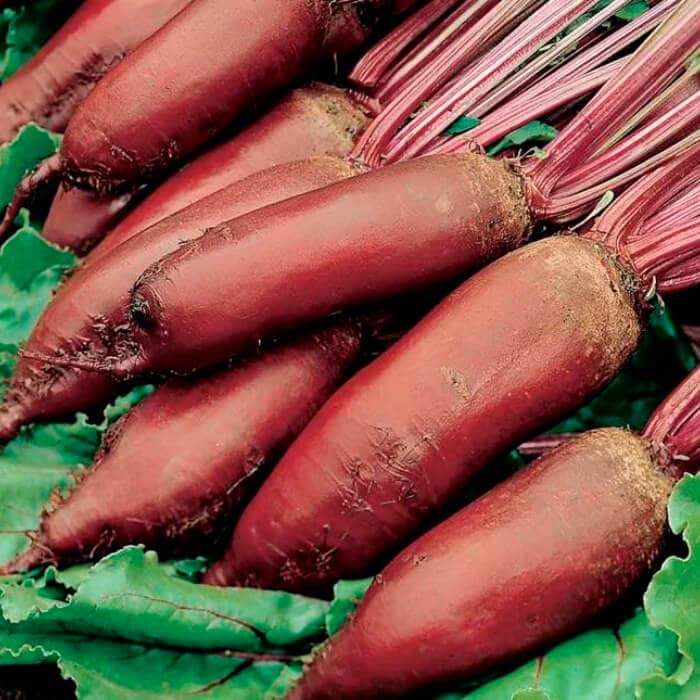 Насіння буряка «Торпедо»