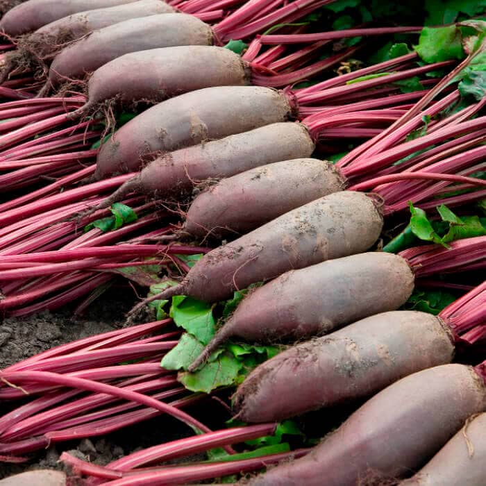 Насіння буряка «Торпедо»