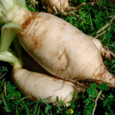 Насіння буряка «Центаур Полі»