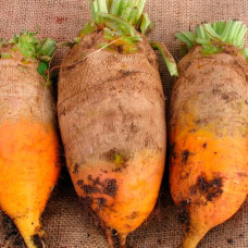 Насіння середньостиглого буряка «Урсус Полі»