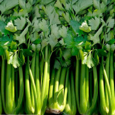 Насіння cелери «Тріумф»