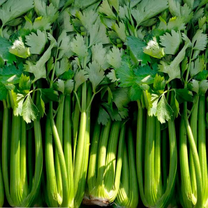 Насіння cелери «Тріумф»