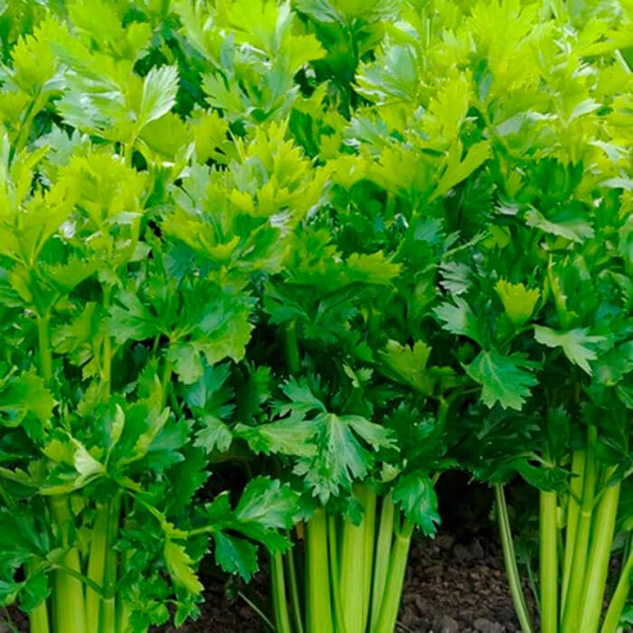 Насіння cелери «Тріумф»