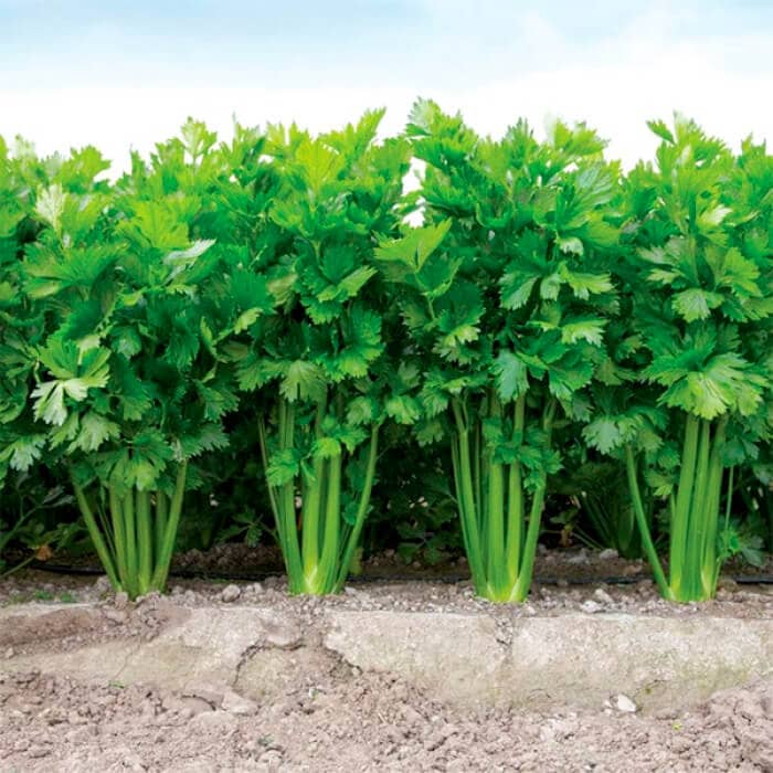 Насіння cелери «Тріумф»